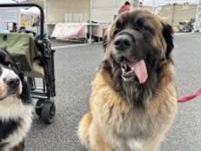 お出かけ中の大型犬が、自分よりも大きい『超大型犬』に遭遇した結果…動揺しすぎた『表情』に2万いいね「めっちゃ横目ｗ」「マンガみたいｗ」