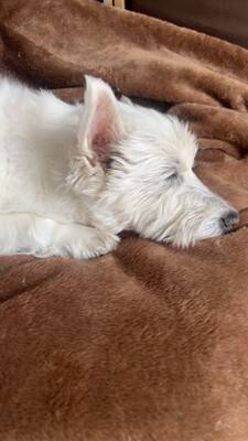 ちーちゃんですけどもっ【第345話】「できないんでなくてやりたくないだけ」