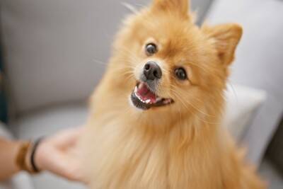 犬にとってストレスな『飼い主の行動』4つ　精神的負担をかけないための心得とは？