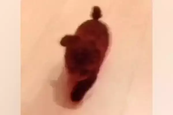 『本当に同じ犬…？』小さくて可愛らしい子犬→10年後の現在は…『衝撃的な変化』が102万再生「面影なさすぎて草」「誰かわからんｗｗ」