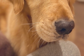 なぜか『大切にしていた化粧品が壊れていた』ので、大型犬の顔を見てみたら…わかりやす過ぎる『表情』に7万いいね「目がｗｗ」「黙秘権行使」