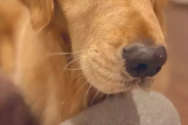 なぜか『大切にしていた化粧品が壊れていた』ので、大型犬の顔を見てみたら…わかりやす過ぎる『表情』に7万いいね「目がｗｗ」「黙秘権行使」