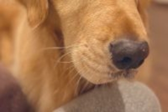 なぜか『大切にしていた化粧品が壊れていた』ので、大型犬の顔を見てみたら…わかりやす過ぎる『表情』に7万いいね「目がｗｗ」「黙秘権行使」