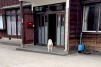 5時間外出→家に帰ったら、犬が外で待っていて…まるで数年ぶりの再会のような『熱烈大歓迎』が44万再生　家族の愛に溢れた光景にほっこり