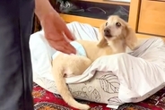 おばあちゃんと3年ぶりに再会した19歳の老犬→『覚えているかな』と思ったら…思わず感動する光景に反響「泣けてくる」「ずっと大好きだよね」
