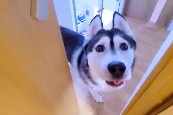 『急いで来てください』と大型犬が呼びに来たので、ついて行った結果→他の犬と猫が…まさかの光景が39万再生「心配なんだね」「いじらしい」