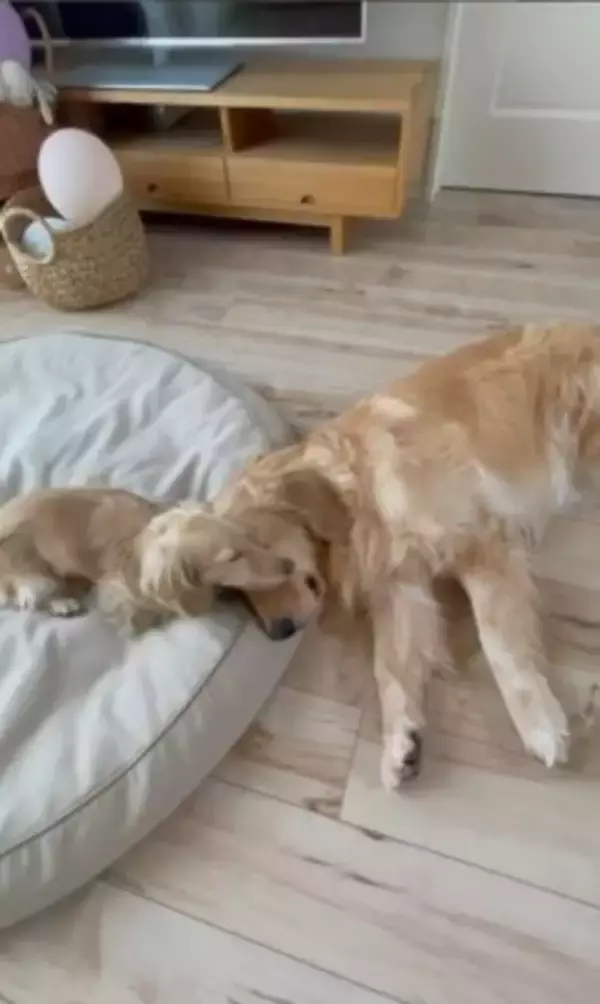 小型犬と大型犬が『仲良くなりすぎた』結果…大好きが止まらない『幸せすぎる光景』に20万再生の反響「愛情表現可愛すぎる…」と悶絶の声