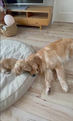 小型犬と大型犬が『仲良くなりすぎた』結果…大好きが止まらない『幸せすぎる光景』に20万再生の反響「愛情表現可愛すぎる…」と悶絶の声