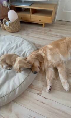 小型犬と大型犬が『仲良くなりすぎた』結果…大好きが止まらない『幸せすぎる光景』に20万再生の反響「愛情表現可愛すぎる…」と悶絶の声