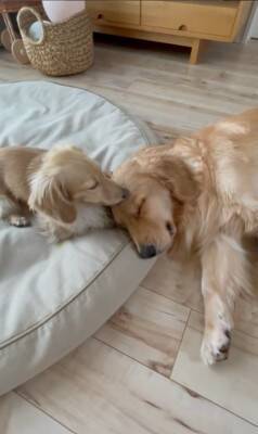 小型犬と大型犬が『仲良くなりすぎた』結果…大好きが止まらない『幸せすぎる光景』に20万再生の反響「愛情表現可愛すぎる…」と悶絶の声