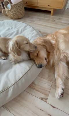 小型犬と大型犬が『仲良くなりすぎた』結果…大好きが止まらない『幸せすぎる光景』に20万再生の反響「愛情表現可愛すぎる…」と悶絶の声