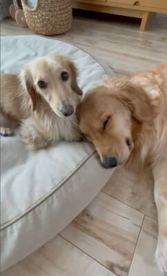 小型犬と大型犬が『仲良くなりすぎた』結果…大好きが止まらない『幸せすぎる光景』に20万再生の反響「愛情表現可愛すぎる…」と悶絶の声