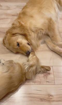 小型犬と大型犬が『仲良くなりすぎた』結果…大好きが止まらない『幸せすぎる光景』に20万再生の反響「愛情表現可愛すぎる…」と悶絶の声