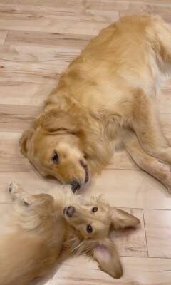 小型犬と大型犬が『仲良くなりすぎた』結果…大好きが止まらない『幸せすぎる光景』に20万再生の反響「愛情表現可愛すぎる…」と悶絶の声