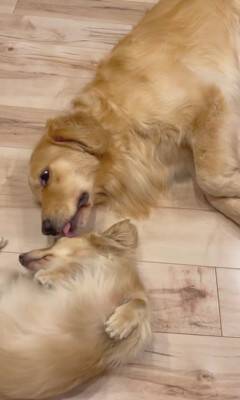 小型犬と大型犬が『仲良くなりすぎた』結果…大好きが止まらない『幸せすぎる光景』に20万再生の反響「愛情表現可愛すぎる…」と悶絶の声