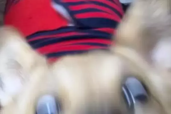 『大好物に食いつく顔です』飼い主からおやつを貰った犬→食べている瞬間を撮影したら…想像以上に『激しい一枚』に反響「大怪獣に進化しそうｗ」