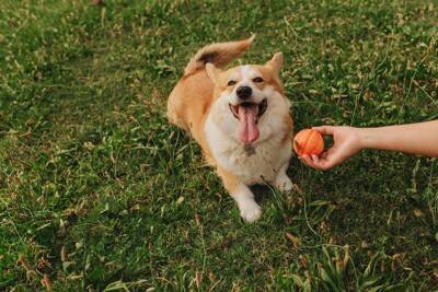 犬は『家族に順位付けをする』というのは間違い？愛犬からの信頼を得るために飼い主にできることまで