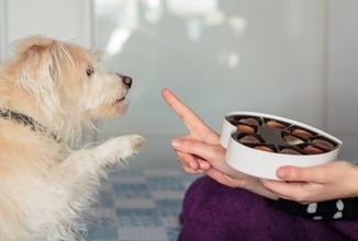 室内犬が短命になる『絶対NG行為』4選　愛犬の健康寿命を縮める危険な生活習慣とは？