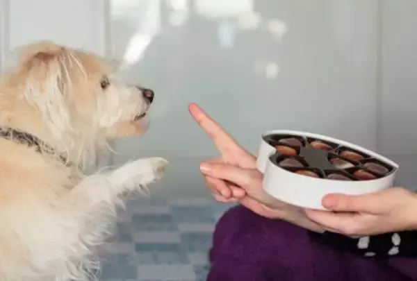 室内犬が短命になる『絶対NG行為』4選　愛犬の健康寿命を縮める危険な生活習慣とは？