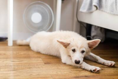 室内犬が短命になる『絶対NG行為』4選　愛犬の健康寿命を縮める危険な生活習慣とは？