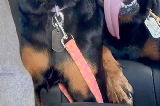お出かけで遊びつくした大型犬2匹→帰りの車で、ふと後部座席を覗くと…限界を迎えている『表情』が35万再生「愛おしすぎる」「ほっこりした」