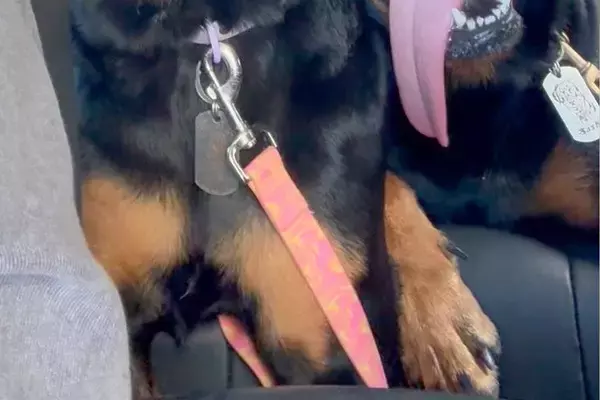 お出かけで遊びつくした大型犬2匹→帰りの車で、ふと後部座席を覗くと…限界を迎えている『表情』が35万再生「愛おしすぎる」「ほっこりした」
