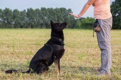 犬と関わることができる『職種』10選　未経験でも働ける？人気な仕事までご紹介