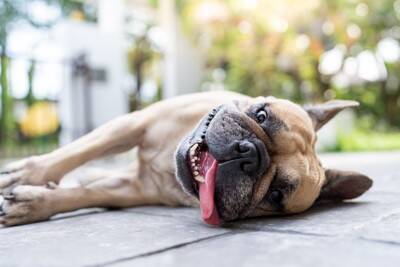 犬を満足させる『遊び方』4選　愛犬を喜ばせるために手軽にできる運動方法とは？