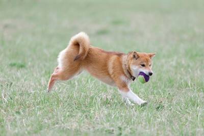 犬を満足させる『遊び方』4選　愛犬を喜ばせるために手軽にできる運動方法とは？
