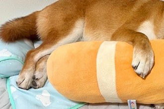 家にいる高校生の息子からLINE→『犬の写真』が送られてきたので確認したら…愛おしい一枚に2万いいね「使いこなしてるｗ」「幸せそうな顔」