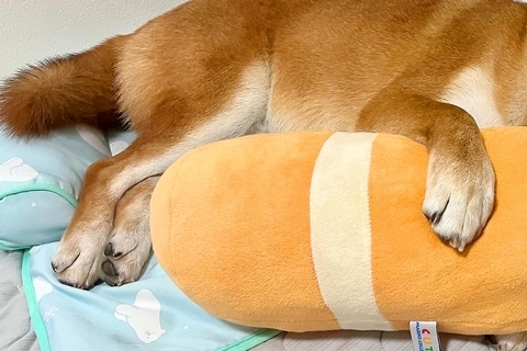 家にいる高校生の息子からLINE→『犬の写真』が送られてきたので確認したら…愛おしい一枚に2万いいね「使いこなしてるｗ」「幸せそうな顔」
