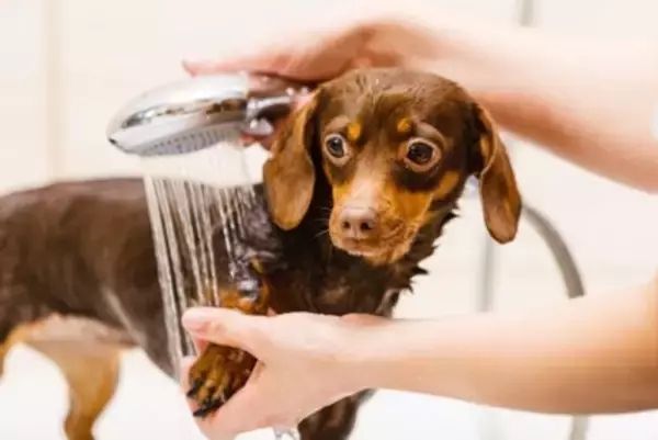 犬が苦痛に感じる『シャンプーの仕方』4選　ストレスの原因となる洗い方や改善策まで