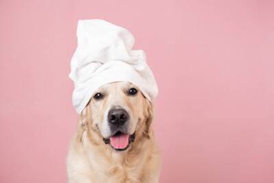 犬が苦痛に感じる『シャンプーの仕方』4選　ストレスの原因となる洗い方や改善策まで