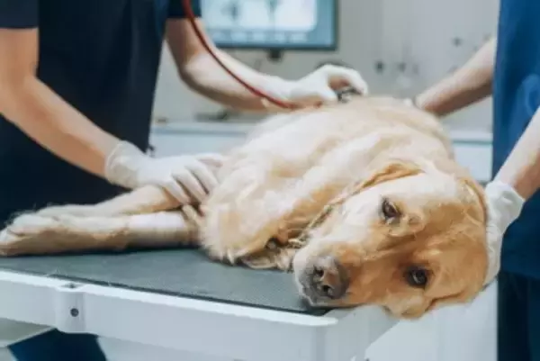 犬が死亡してしまう『拾い食い』3つ　重大事故を未然に防ぐ対策とは？