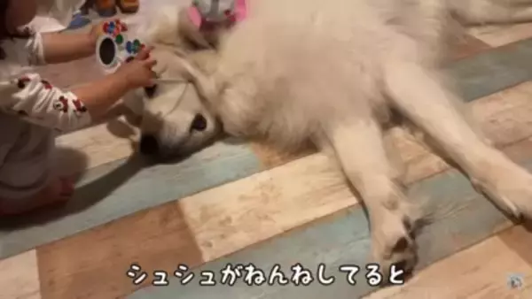 2歳の赤ちゃんが超大型犬に近づいた理由…完全に飼い主になる『まさかの行動』が21万再生「親の背中見てるｗ」「超絶お利口さん」と称賛