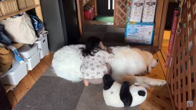 2歳の赤ちゃんが超大型犬に近づいた理由…完全に飼い主になる『まさかの行動』が21万再生「親の背中見てるｗ」「超絶お利口さん」と称賛