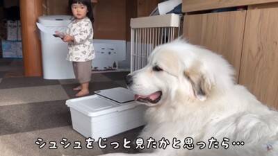 Rono-chan staring at Shushu-chan