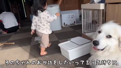 2歳の赤ちゃんが超大型犬に近づいた理由…完全に飼い主になる『まさかの行動』が21万再生「親の背中見てるｗ」「超絶お利口さん」と称賛