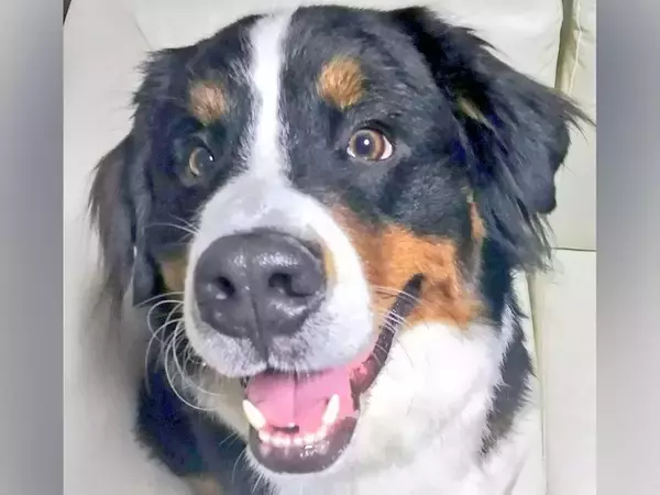 笑顔が可愛い大型犬→寝顔を撮影した結果…同じ犬とは思えない『表情の違い』に1万いいね集まる「天使と悪魔ｗｗ」「怖かわいい笑」と爆笑