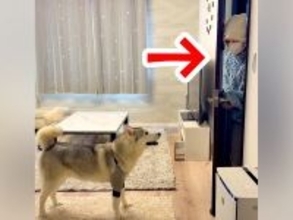 ハスキー犬が『入院していた飼い主と再会した』結果…深い絆を感じる『おかえりなさいの瞬間』が186万表示「我慢してて偉い」「可愛いし尊い」