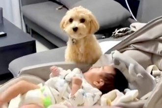 赤ちゃんが大好きな犬の『夜の過ごし方』を見てみた結果→まるでお兄ちゃんのような『ナイトルーティン』に反響「仲良し」「可愛すぎる」