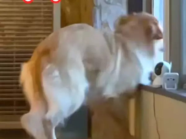 生まれて初めて『大きな音の雷』を体験した大型犬→想像以上の衝撃で『動揺が隠せない光景』が102万再生「顔に出てるｗ」「爆笑しちゃった」