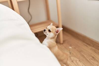 犬のジャンプが危険だと言われる『5つの理由』止めさせる方法はあるの？対処法まで