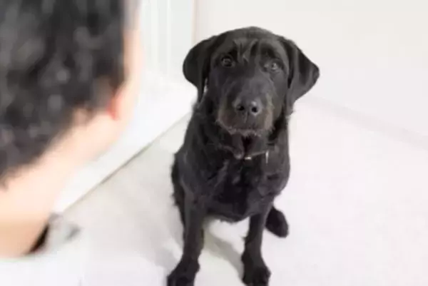 犬が『飼い主を慰める』心理3つ　悲しんでいるのがわかるの？寄り添う愛犬がみせる行動まで