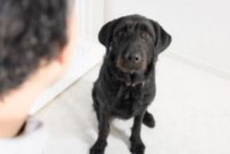 犬が『飼い主を慰める』心理3つ　悲しんでいるのがわかるの？寄り添う愛犬がみせる行動まで