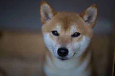 犬が『飼い主を慰める』心理3つ　悲しんでいるのがわかるの？寄り添う愛犬がみせる行動まで