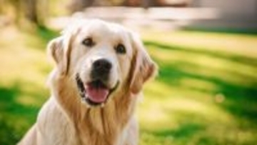『癌になりやすい』犬種５選　発症する可能性が高い犬の特徴や早期発見する方法まで