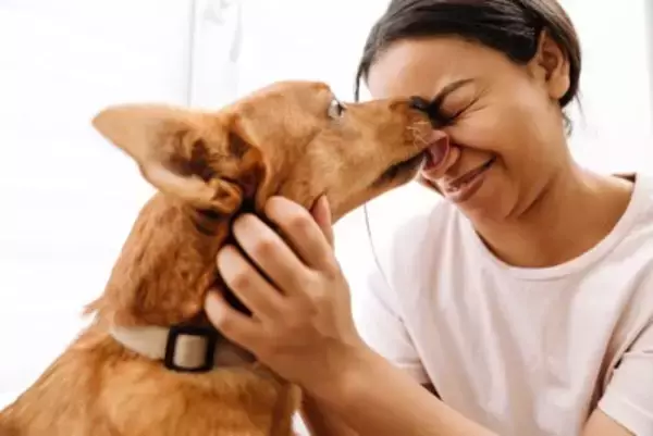 犬が『飼い主を舐める』心理5選　しつこくペロペロしてくる場合の適切な対応まで