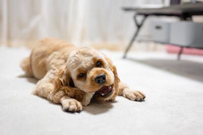 犬が『飼い主を舐める』心理5選　しつこくペロペロしてくる場合の適切な対応まで