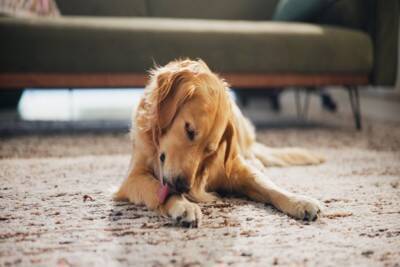 犬が『飼い主を舐める』心理5選　しつこくペロペロしてくる場合の適切な対応まで